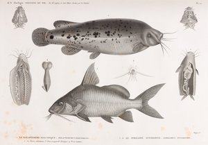 Le Malapterure Electrique & Le Pimelode Synodonte de Unbekannt