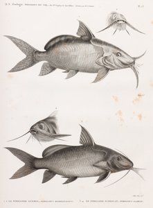 Le Pimedlode Guemel y Le Pimelode Scheilan de Unbekannt