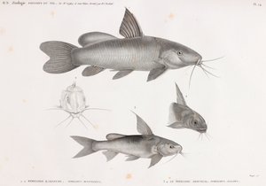 Le Pimelode Karafche & Le Pimelode Aboureal de Unbekannt