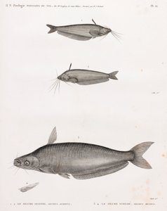 Le Silure Oudnei & Le Silure Schilbe de Unbekannt