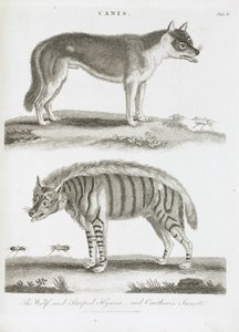 El lobo y la hiena rayada e insectos cantáridos de Unbekannt