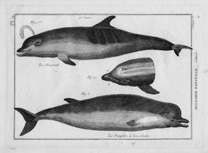La marsopa y el delfín en "Painting Encyclopedique et Methodique des trois Regnes de la Nature" de Pierre Joseph Bonnaterre (1762-1804). París 1784 de Unbekannter Künstler