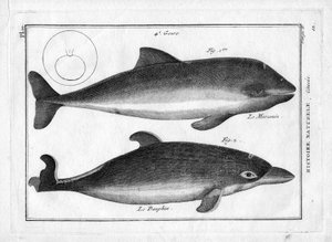 La marsopa y el delfín en "Painting Encyclopedique et Methodique des trois Regnes de la Nature" de Pierre Joseph Bonnaterre (1762-1804). París, 1784.