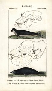 Le stematope à capuchon et le macrorhin a trompe ou elephant de mer - Eau forte de Jean Gabriel Pretre (1780-1845), grabado por Carnonkel, para el diccionario de ciencias naturales: mamíferos de Frederic Cuvier, editado por Pierre Jean Francois Turpin (177