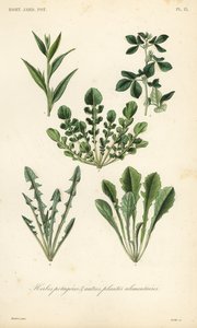 Hortalizas de hoja de Unbekannt