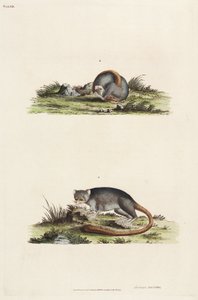 Lémures de Unbekannter Künstler