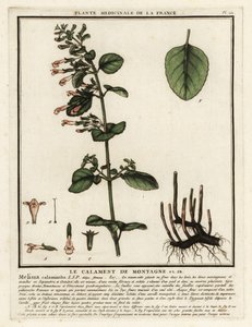Calaminta menor, Clinopodium nepeta. de Unbekannter Künstler