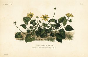 Celidonia menor o hierba de las almorranas, Ficaria verna de Unbekannt