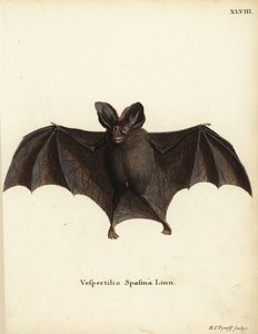 Murciélago falso vampiro menor, Megaderma spasma. Vespertilio spasma Linn. Grabado en cobre coloreado a mano por Hermann Jakob Tyroff de la obra de Johann Christian Daniel Schreber Ilustraciones de animales según la naturaleza, o Animales fantásticos de Sc de Unbekannter Künstler