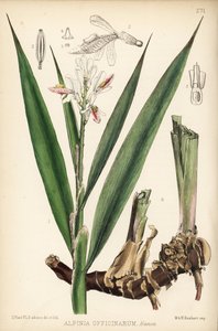 Galanga menor, Alpinia officinarum. Litografía coloreada a mano por Hanhart a partir de una ilustración botánica de David Blair de Robert Bentley and Henry Trimen