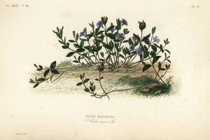 Pervinca menor, Vinca minor, Petite pervenche de Unbekannt
