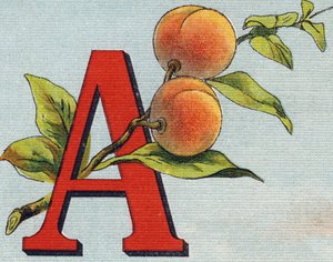 Letra A: albaricoque. Grabado en "Alphabet de ma petite fille". Bernardin-Bechet y Fils, libreros-editores, París, alrededor de 1895. Álbum irrompible en lienzo. Bibliothèque des Bébés. 12 páginas. Álbum que contiene un método de lectura y un abecedario il