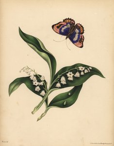 Lirios del Valle, Convallaria majalis, Pureza y retorno de la felicidad; La mariposa emperador púrpura, Apatura iris, Inmortalidad del alma de Unbekannt