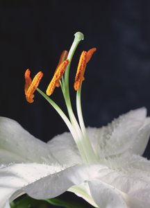 Lily Stamens, 2001 (foto) de Unbekannter Künstler