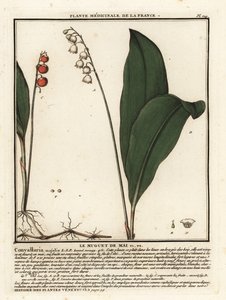 Lirio de los valles, Convallaria Majalis. de Unbekannter Künstler