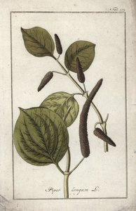 Plato de pimienta larga (Piper longum). Litografía de "Afbeelding der Artseny-Gewassen" de Johannes Zorn (1739-1799), Países Bajos. de Unbekannter Künstler