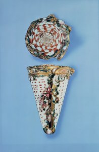 Cajas de rapé de oro de Luis XV en forma de conchas por B.Sagaret, París (1715-74) de Unbekannt