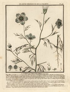 Amor-en-una-niebla. Nigella arvensis. de Unbekannter Künstler
