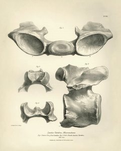 Vértebra lumbar de Macrauchenia, un animal prehistórico, encontrada por Charles Darwin durante su viaje de exploración a bordo del Beagle. The Zoology of the voyage of H.M.S. Beagle under the command of Captain Fitzroy during the years 1832 to 1836 edited 