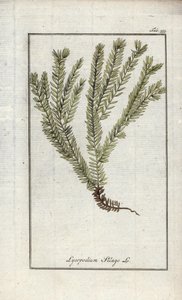 Licopodio en palos o licopodio oficinal (Lycopodium clavatum). Litografía de "Afbeelding der Artseny-Gewassen" de Johannes Zorn (1739-1799), Países Bajos. de Unbekannter Künstler