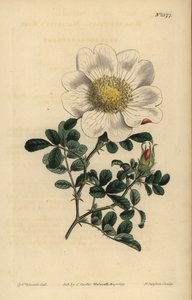 Rosa de Macartney, Rosa bracteata de Unbekannt