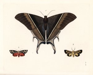 Polilla cola de golondrina de Maclean, Lyssa macleayi 1, polilla del cinabrio, Callimorpha phyllira 2, y polilla tigre de Nais, Apantesis nais 3. Litografía coloreada a mano de la nueva edición de John O. Westwood de "Illustrations of Exotic Entomology" de de Unbekannter Künstler