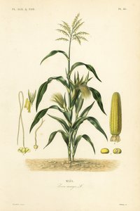 Maíz, Zea mays de Unbekannt