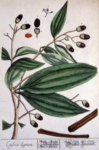Malabar Cinnamon plant de Unbekannter Künstler