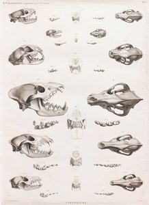 Mamíferos: Cráneos de carnívoros
