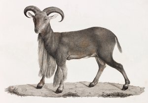 Mamíferos: un carnero de Berbería