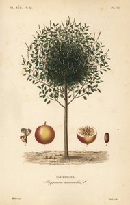 Manzanillo o árbol de manzanilla, Hippomane mancinella, Mancenillier de Unbekannt