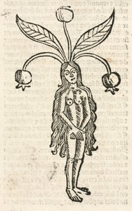 Mandrágora (forma femenina)