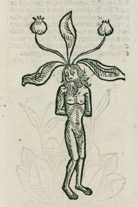 Mandrágora