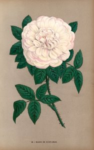 Rosa Marie de Saint-Jean, variedad de la rosa Portland, Rosa portlandica, cultivada por Monsieur Damaizin en Lyon en 1869. Cromolitografía dibujada y litografiada al natural por F. Grobon a partir de "Les Roses" de Hippolyte Jamain y Eugene Forney, París,  de Unbekannter Künstler