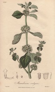 Marrubium vulgare (Marrubium vulgare) - Agua fuerte de William Clarke para ilustrar "Medical Botanical, Description of the Medicinal Plants of London, Edinburgh and Dublin" de John Stephenson y James Morss Churchill, publicado en Londres por John Churchil. de Unbekannter Künstler
