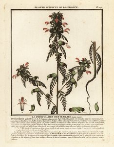 Hierba de los pantanos, Pedicularis palustris. de Unbekannter Künstler