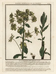 Marsh expurgo, Euphorbia palustris.