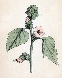 Marshmallow officinale (Althaea officinalis) (Malva blanca) (malvavisco, malva de los pantanos) Lámina botánica del "Atlas colorie des plantes medicinales" de Paul Hariot