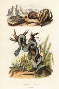 Víbora de pozo de Martinica y trilobites extintos. de Unbekannter Künstler