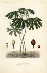 Mayapple o mandrágora americana, Podophyllum peltatum