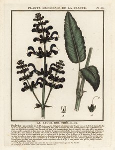 Clary de pradera, Salvia pratensis. de Unbekannter Künstler