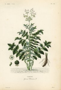 Reina de los prados o ulmaria, Filipendula ulmaria de Unbekannt