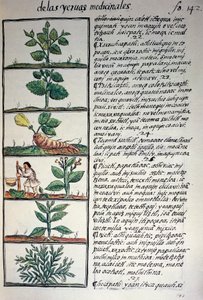 Plantas medicinales, texto en náhuatl, del facsímil del manuscrito Historia General de las Cosas de la Nueva España, también conocido como Códice Florentino, por Bernardino de Sahagún de Benjamin Baud