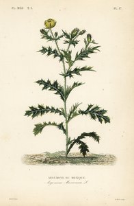 Amapola mexicana, Argemone mexicana
