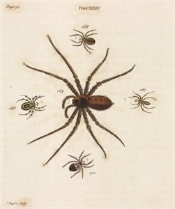 Microscopía de Unbekannt