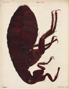 Microscopía de Unbekannt