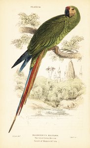 Guacamayo militar, Ara militaris. 1889 (grabado) de Unbekannter Künstler