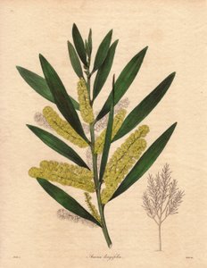 Oruga de las mimosas (Acacia longifolia), arbusto de follaje persistente, de hasta 3 a 6 metros de altura, con inflorescencia en largos epis de color amarillo limón, muy olorosa. Planta originaria de Nueva Holanda (Australia), introducida en Gran Bretaña e de Unbekannter Künstler