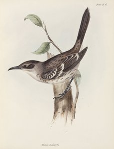 Cenzontle, Islas Galápagos, c 1832-1836 de Unbekannter Künstler