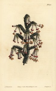 Brezo monadelfo, Erica monadelpha